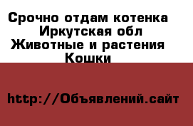 Срочно отдам котенка - Иркутская обл. Животные и растения » Кошки   
